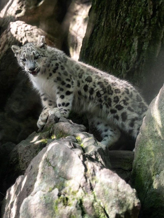 Sarka Tumbuh di Bronx Zoo, Harapan Baru Konservasi Macan Tutul Salju