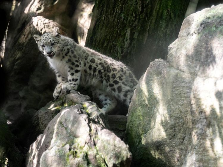Sarka Tumbuh di Bronx Zoo, Harapan Baru Konservasi Macan Tutul Salju