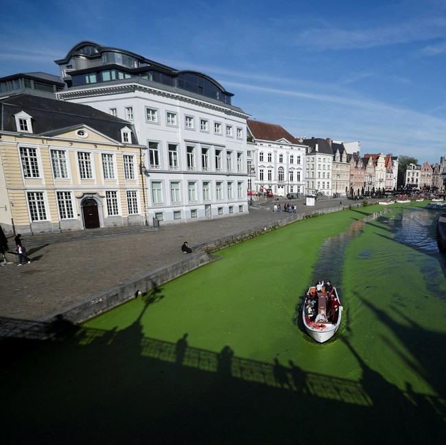 Sungai Lys di Belgia Mendadak Menghijau