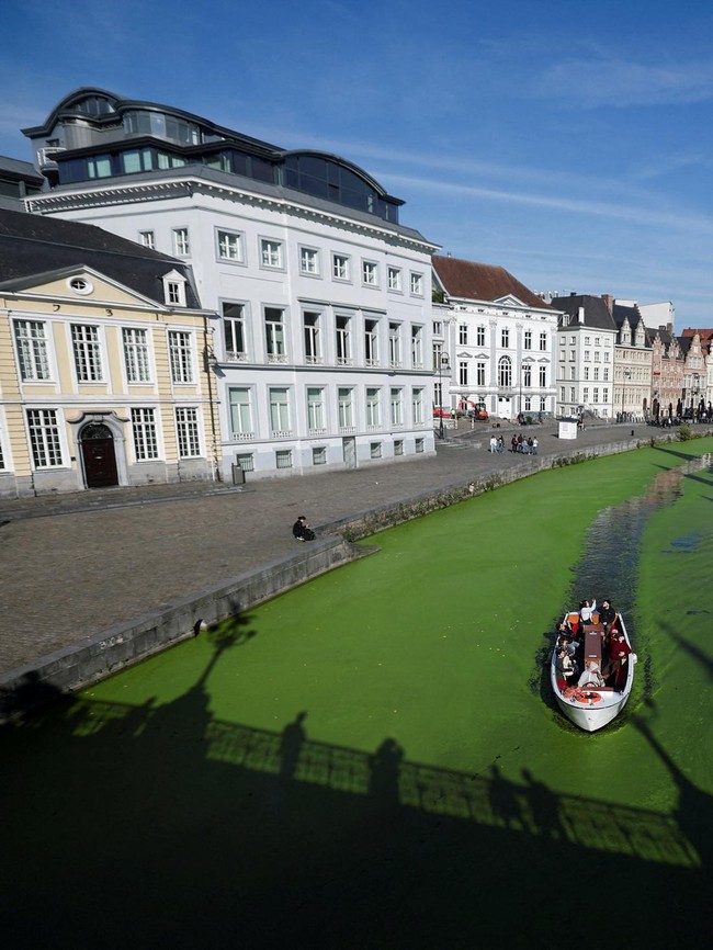 Sungai Lys di Belgia Mendadak Menghijau
