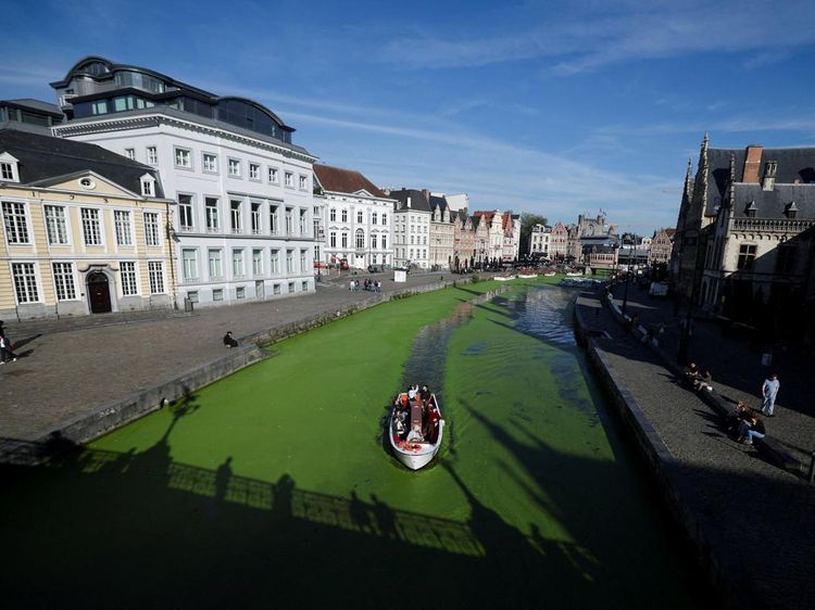 Sungai Lys di Belgia Mendadak Menghijau