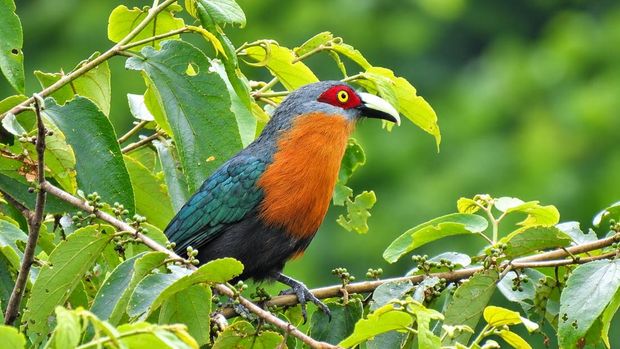 Aktivitas birdwatching yang dikembangkan Profauna bersama masyarakat setempat di Gunung Arjuno. Aktivitas birdwatching yang dikembangkan Profauna bersama masyarakat setempat di Gunung Arjuno.
