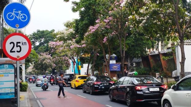 Bunga tabebuya bermekaran di Jalan Cikini Raya, Jakpus (Syahid/detikcom)