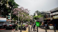 Pemandangan langka di tengah kota ini menjadi daya tarik tersendiri bagi para pejalan kaki maupun pengendara yang melintas di kawasan Cikini. 