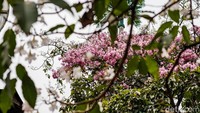 Bunga indah asal Amerika Selatan ini biasanya mulai mekar sekitar bulan Juli hingga Agustus dan mencapai puncak mekar penuh pada September hingga November. 