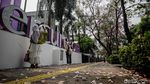 Bunga Tabebuya Bermekaran, Jalan Cikini Berasa di Jepang