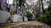 Sebagian daun dari pohon tabebuya juga tampak mulai berguguran sehingga semakin menambah keasrian serta keindahan penampilan bunga yang mekar. 