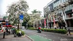 Bunga Tabebuya Bermekaran, Jalan Cikini Berasa di Jepang