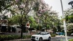 Bunga Tabebuya Bermekaran, Jalan Cikini Berasa di Jepang