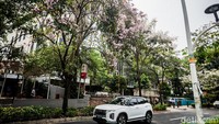 Kelopak bunga tabebuya berwarna merah muda dan putih tampak tumbuh memadati serta menghiasi deretan pohon di sepanjang jalan tersebut. 