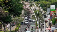Bunga Tabebuya Bermekaran, Jalan Cikini Berasa di Jepang
