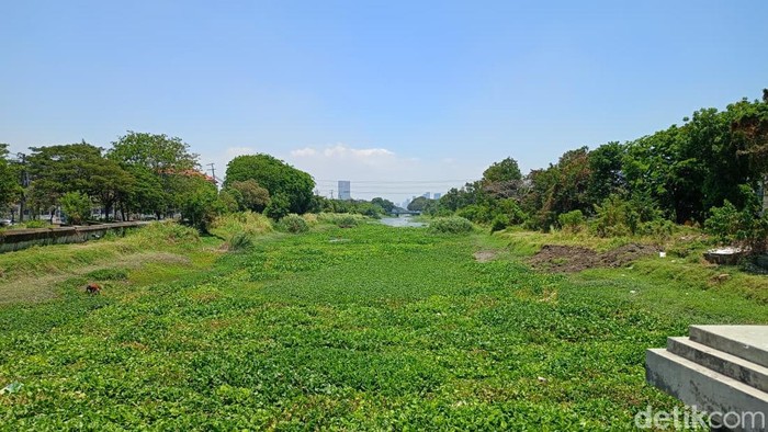 Eceng gondok di Sungai Jagir Surabaya