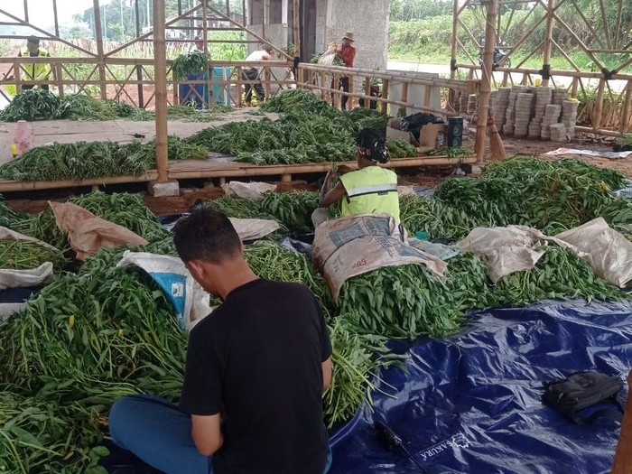 Panen Kangkung di Lahan Bomang, Pemkab Bogor Perkuat Ketahanan