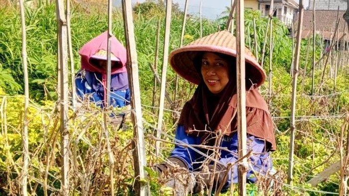 Petani di Kota Batu sedang memanen cabe rawit