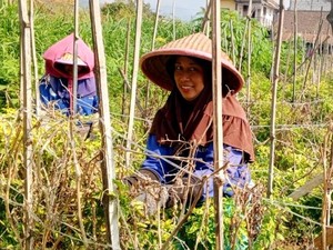 Stok Menipis, Harga Cabai Rawit di Kota Batu Rp 60 Ribu Kg