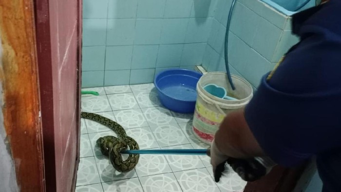 Petugas Damkar mengevakuasi ular sanca yang jatuh dari plafon rumah ke kamar mandi.