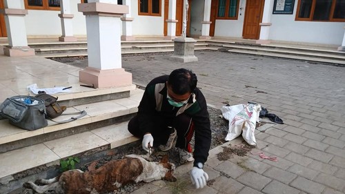 Petugas mengambil sampel otak anjing yang menggigit lima warga Desa Sudaji, Kecamatan Sawan, Buleleng, Bali, Selasa (6/10/2026). (Foto: Istimewa/Facebook @Ngurah Fajar)