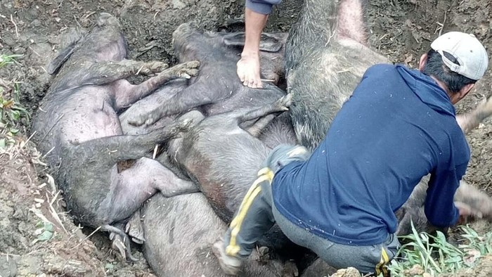 Sebanyak 29 babi di Toraja Utara mati mendadak diduga akibat virus African Swine Fever.