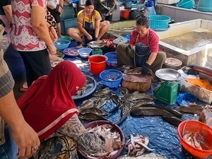 Harga Ikan di Palangka Raya Naik, Pakan Mahal-Kabut Asap Jadi Pemicu