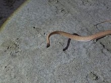 Menampakkan Diri Setelah 150 Tahun, Ular Langka Kejutkan Petugas Hutan
