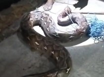 Ular Piton 9 Meter Nyeberang di Jalan Bone Bolango Dibunuh Warga