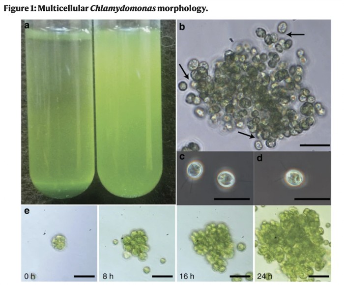 Chlamydomonas reinhardtii