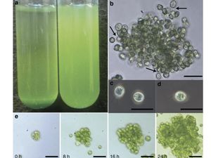 Keunikan Alga Chlamydomonas yang Antarkan 3 Ilmuwan Raih Nobel