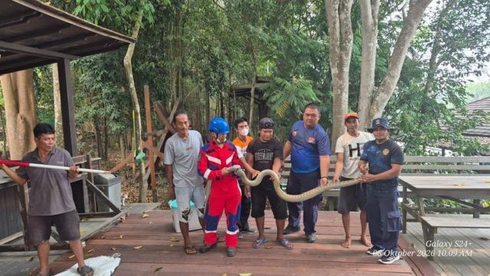 Evakuasi king cobra atau kobra raja di Kotawaringin Barat, Kamis (8/10/2026). (dok Damkar Kobar)
