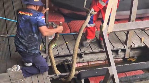 Evakuasi king cobra atau kobra raja di Kotawaringin Barat, Kamis (8/10/2026). (dok Damkar Kobar)