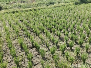 Pemkab Badung Siapkan Asuransi untuk 7.000 Hektare Lahan Pertanian