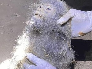 Lutung Abu-abu Mati di Kotim Usai Jatuh Lalu Digigit Anjing