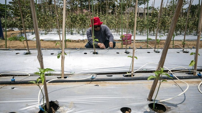 Petani memeriksa indikator suhu tanah tanaman cabai melalui gawai dengan teknologi Internet of Things (IoT) dalam sistem pertanian cerdas (smart farming) di Demplot Manajemen Pangan (DMP) Tambangan, Mijen, Semarang, Jawa Tengah, Kamis (8/10/2026). Demplot Manajemen Pangan (DMP) Tambangan Dinas Pertanian Kota Semarang menerapkan digitalisasi pertanian berbasis Internet of Things (IoT) yang dioperasikan melalui sistem aplikasi pada gawai untuk mengatur penyiraman, pemupukkan, serta memantau suhu dan kelembapan, sehingga perawatan tanaman menjadi lebih efisien dan produksi berbagai jenis sayuran di lahan seluas 5.000 meter persegi tersebut dapat lebih optimal. ANTARA FOTO/Aprillio Akbar/YU