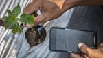 Penerapan Teknologi IoT untuk Pertanian di Semarang