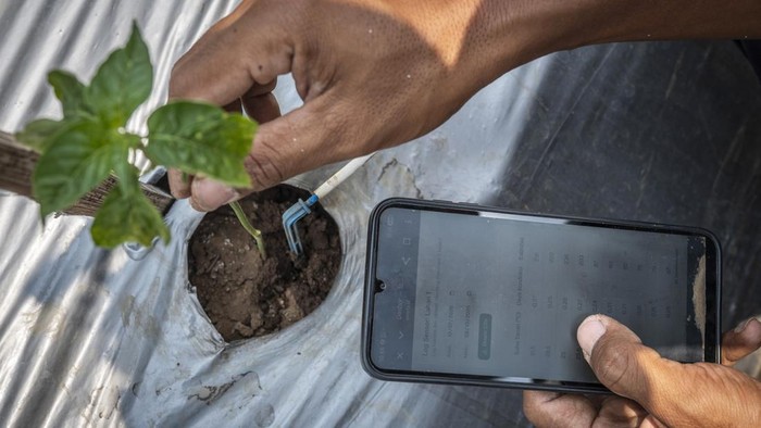Petani memeriksa indikator suhu tanah tanaman cabai melalui gawai dengan teknologi Internet of Things (IoT) dalam sistem pertanian cerdas (smart farming) di Demplot Manajemen Pangan (DMP) Tambangan, Mijen, Semarang, Jawa Tengah, Kamis (8/10/2026). Demplot Manajemen Pangan (DMP) Tambangan Dinas Pertanian Kota Semarang menerapkan digitalisasi pertanian berbasis Internet of Things (IoT) yang dioperasikan melalui sistem aplikasi pada gawai untuk mengatur penyiraman, pemupukkan, serta memantau suhu dan kelembapan, sehingga perawatan tanaman menjadi lebih efisien dan produksi berbagai jenis sayuran di lahan seluas 5.000 meter persegi tersebut dapat lebih optimal. ANTARA FOTO/Aprillio Akbar/YU