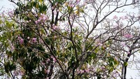 Pohon tabebuya tampak dipenuhi kelopak bunga berwarna merah muda yang mulai bermekaran di sela-sela rerimbunan daun. Pemandangan detail dengan pendar warna lembut ini menghiasi kawasan Jalan Dr. Ir. H. Soekarno Surabaya, sekaligus memberikan kesan estetik yang mempercantik jalan perkotaan di Surabaya.
