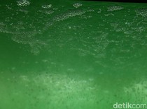 Teknologi Mikroalga BRIN Serap 5,5 Ton CO2 Setahun