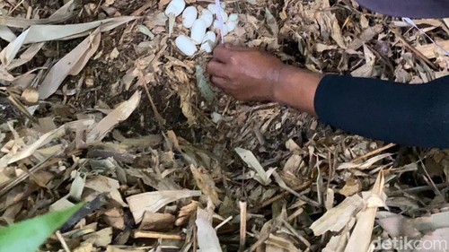 Tim Yayasan Reptil Asih Tabanan menemukan sarang king kobra di kebun warga di Banjar Banjar Jegu Tengah, Desa Jegu, Kecamatan Penebel, Kamis (8/10/2206).