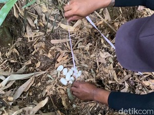 Sarang King Kobra Berisi 23 Telur Ditemukan di Jegu Tabanan