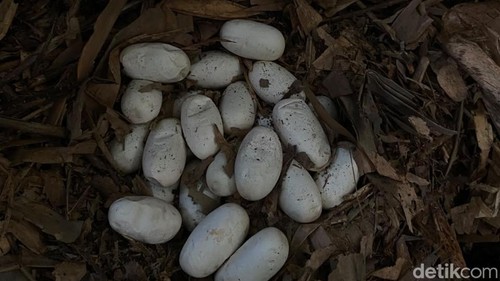 Tim Yayasan Reptil Asih Tabanan menemukan sarang king kobra di kebun warga di Banjar Banjar Jegu Tengah, Desa Jegu, Kecamatan Penebel, Kamis (8/10/2206).