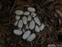 Heboh 23 Telur King Cobra Siap Menetas di Tabanan, Induknya Belum Ketemu