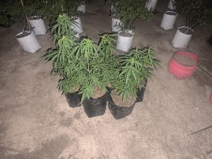 Polisi Bongkar Modus Tumpang Sari Ganja di Kebun Cabai Tasikmalaya