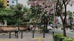 Vibes Jepang, Cantiknya Bunga Tabebuya Hiasi Kawasan Cikini