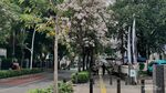 Vibes Jepang, Cantiknya Bunga Tabebuya Hiasi Kawasan Cikini