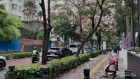 Bunga Tabebuya di Cikini Bikin Jatuh Hati Pejalan Kaki