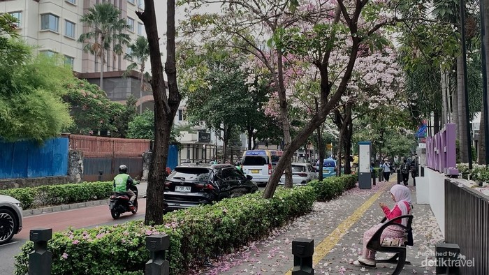 Tak Perlu ke Luar Negeri, Bunga Tabebuya Bersemi di Cikini Bikin Jatuh Hati