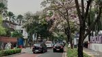Tak Perlu ke Luar Negeri, Bunga Tabebuya Bersemi di Cikini Bikin Jatuh Hati Tak Perlu ke Luar Negeri, Bunga Tabebuya Bersemi di Cikini Bikin Jatuh Hati