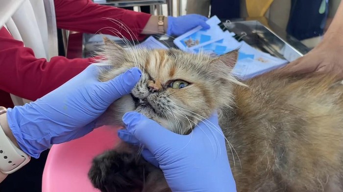 Disnakeswan Lamongan menggelar vaksinasi rabies gratis