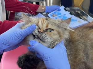 Disnakeswan Lamongan Jemput Bola, 90 Kucing Divaksin Gratis