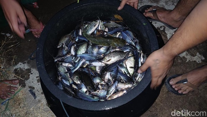 Warga berburu ikan mabuk di Rolak Gunungsari Surabaya