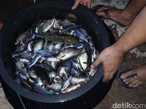 Ikan Mabuk di Rolak Gunungsari Surabaya Murni karena Kekurangan Oksigen